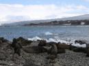 penguin island 019 * 2272 x 1704 * (907KB)